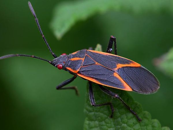 boxelder bugs on a leaf