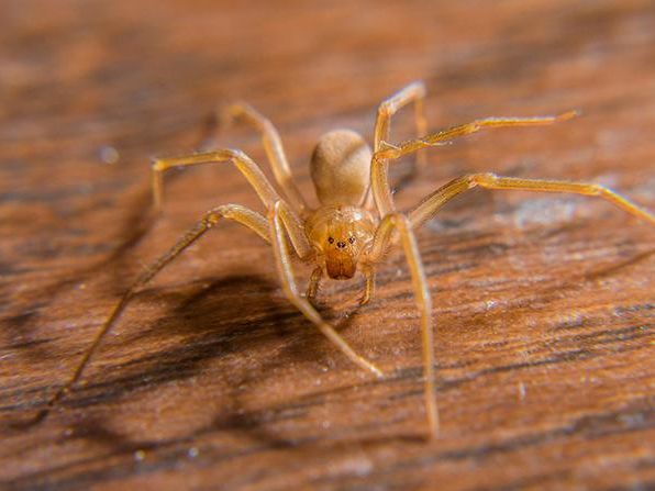 brown recluse spider crawling on floor