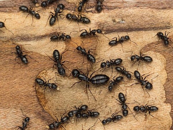 carpenter ants creating tunnels in wood