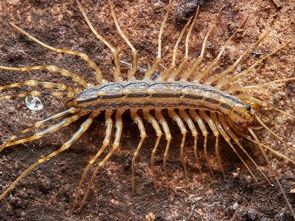 centipede outside