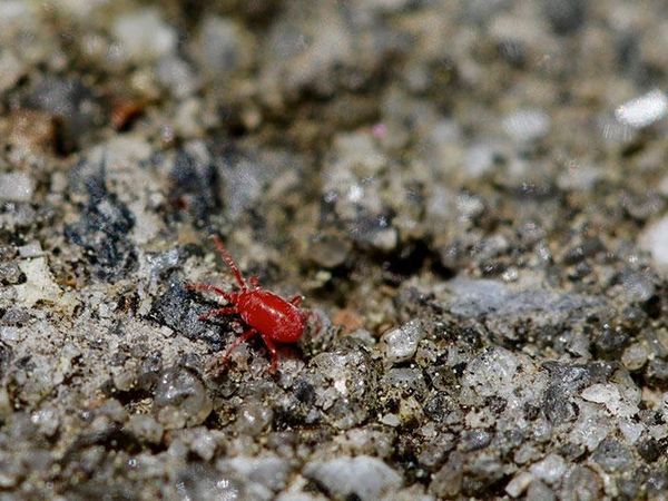 clover mite crawling on ground in iowa
