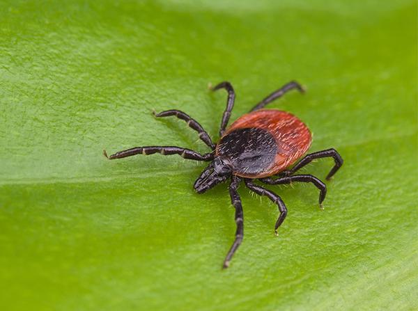 deer tick crawling on leaf