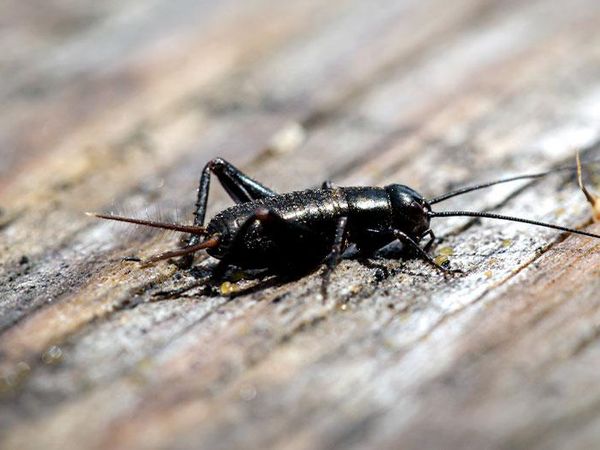 field cricket