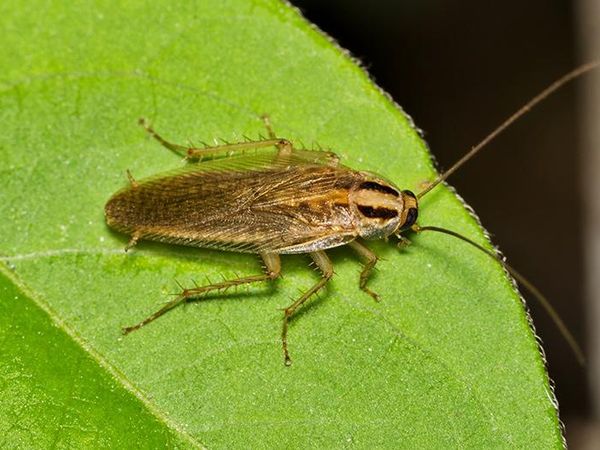 german cockroach crawling on a leaf