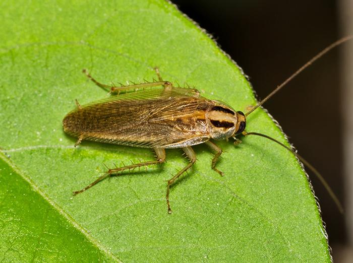 german cockroach crawling on a leaf