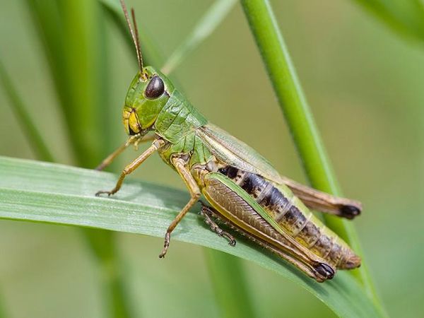 grasshopper resting on blade of grass