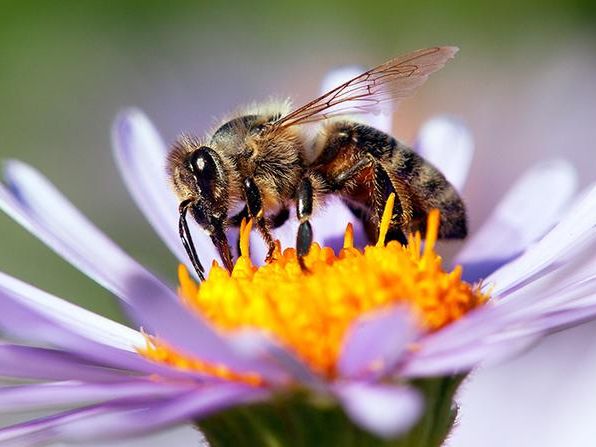 honey bee collecting pollen from flower