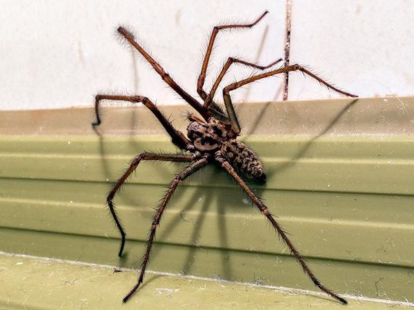 house spider crawling along wall