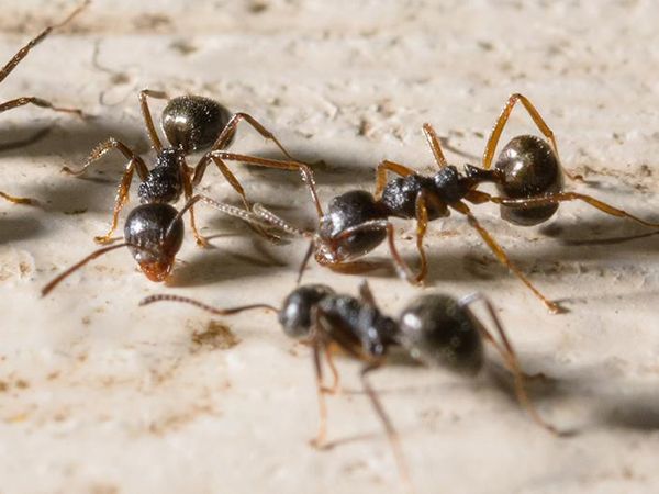 little black ants searching for food