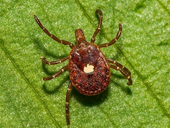 lone star tick crawling on a blade of grass