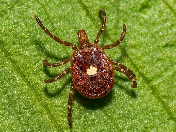 lone star tick crawling on leaf