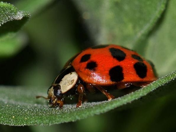 asian lady beetle outside