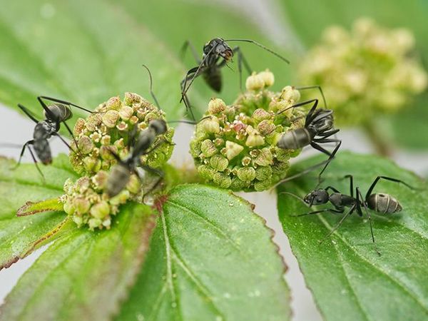 odorous house ants on plant