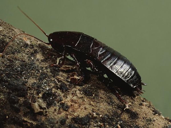 shiny black oriental cockroach
