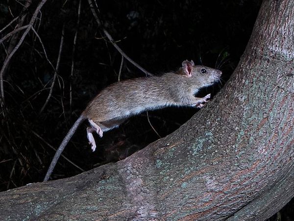 roof rat crawling in tree