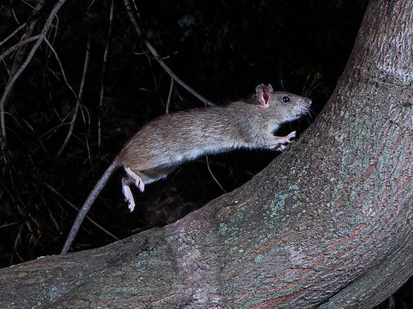 roof rat crawling in a tree