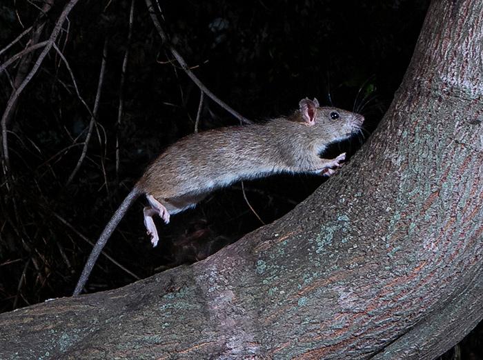 roof rat crawling in a tree