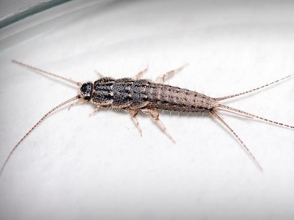 silverfish in bathroom sink