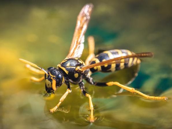 yellow jacket