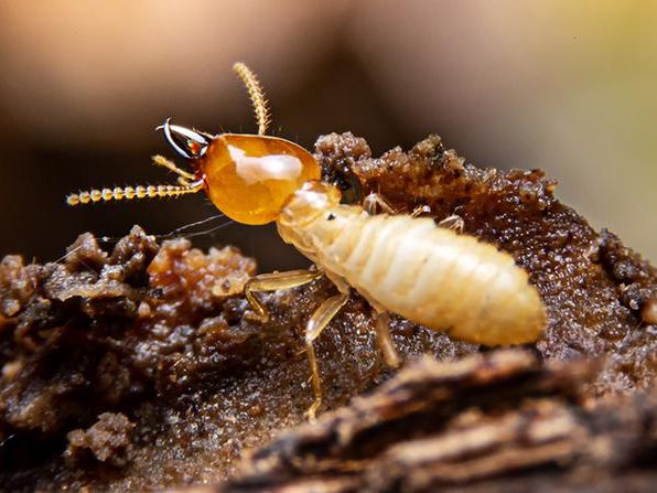 termite worker eating wood