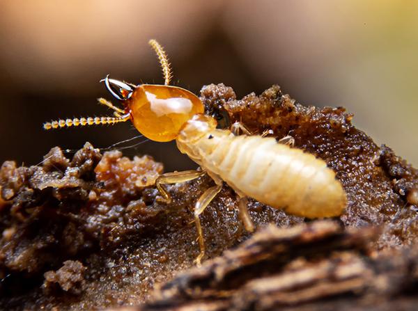 termite worker eating wood