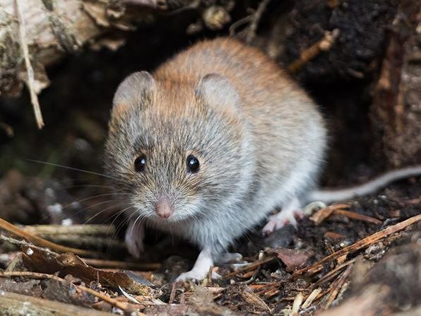 vole in natural environment