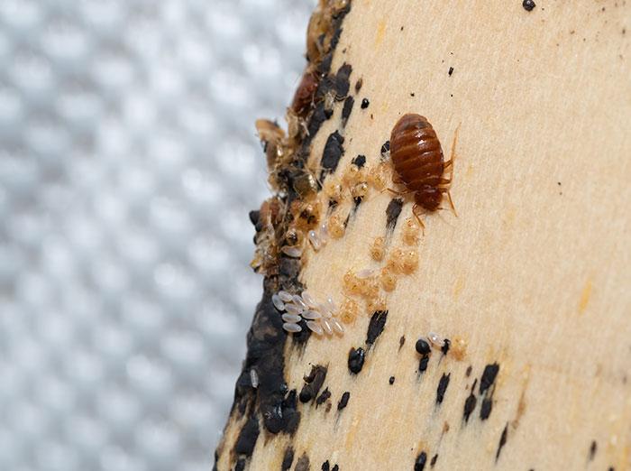 adult bed bugs, nymphs, bed bug eggs, and fecal matter on bed