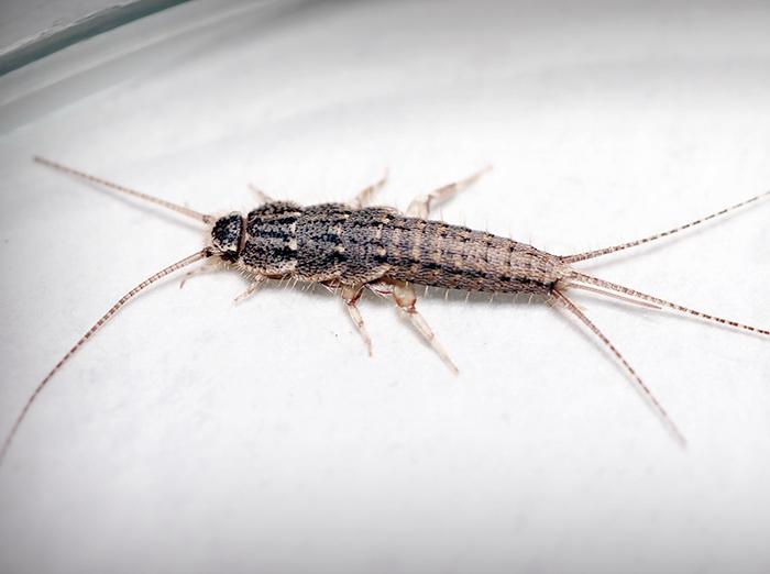 silverfish crawling inside bathroom sink