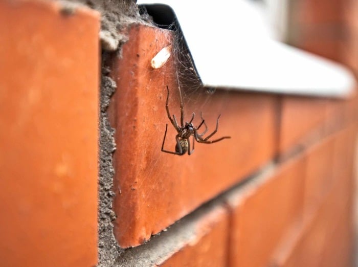 bed bug exterminator treating bed