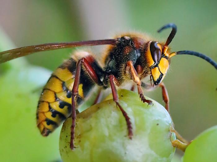 hornet in missouri