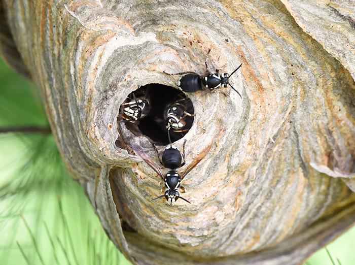 wasp nest with wasps coming out