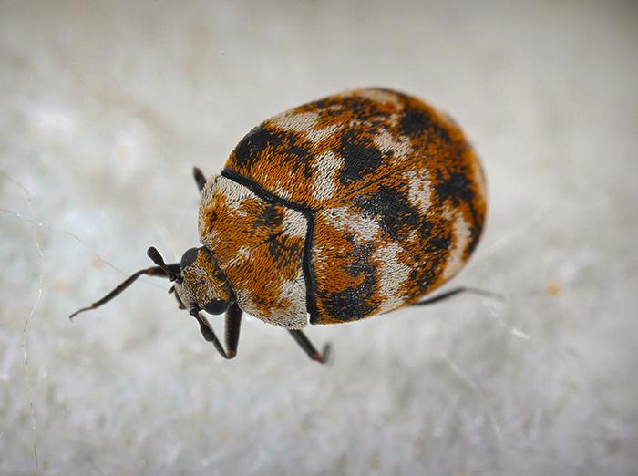a view of the top of a carpet beetle's body