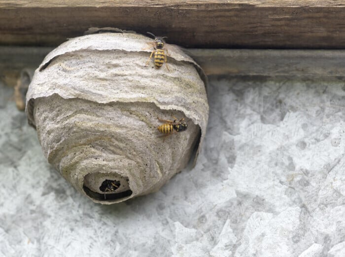 adult bed bugs on mattress seams in home