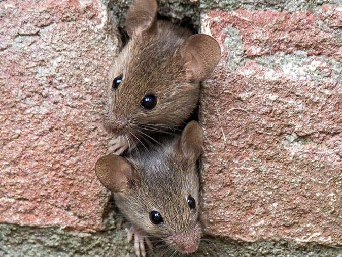 two mice peaking out of hole in brick wall