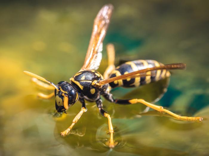 Are Yellow Jackets Harmful To Chickens at Robert Garner blog