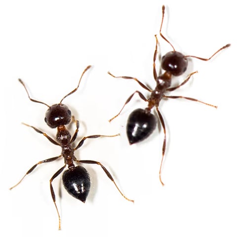 ants in arizona