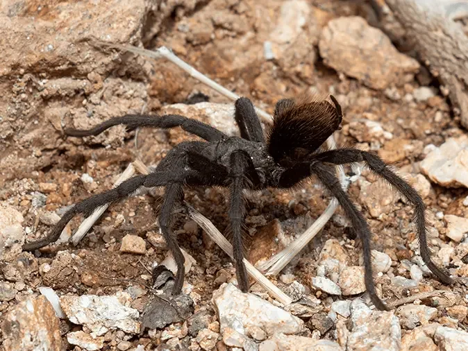 arizona brown spider