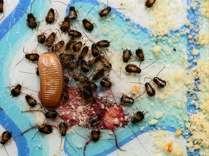 baby cockroaches and egg casing in phoenix home