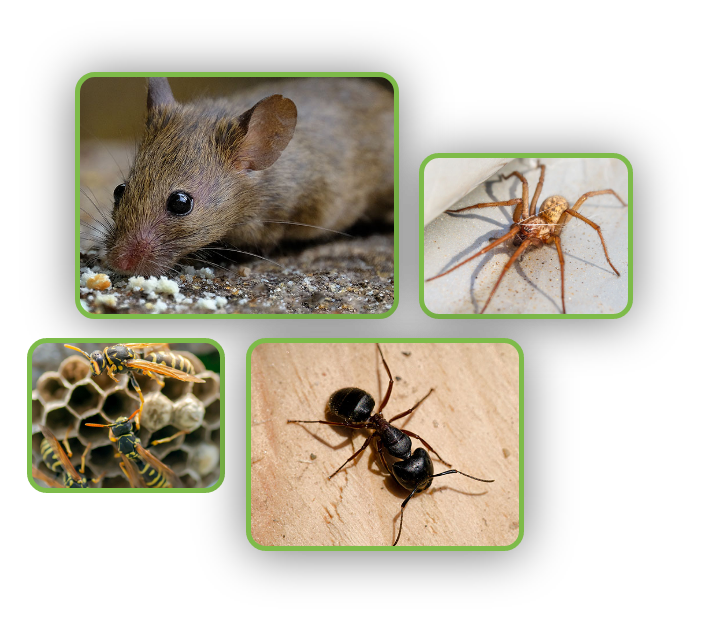 pests covered by treatments from northwest exterminating