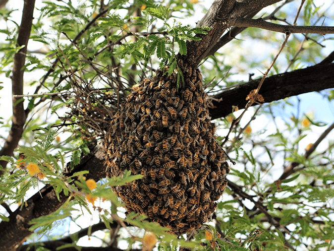 bee swarm outside a home in peoria az