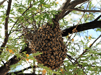 killer bees swarming in a mesquite tree in tucson az
