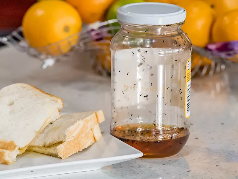 ants in kitchen