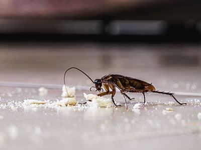 roach eating crumbs off kitchen floor