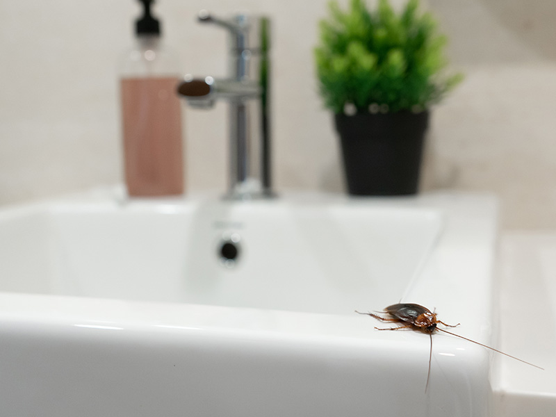 cockroach on bathroom sink