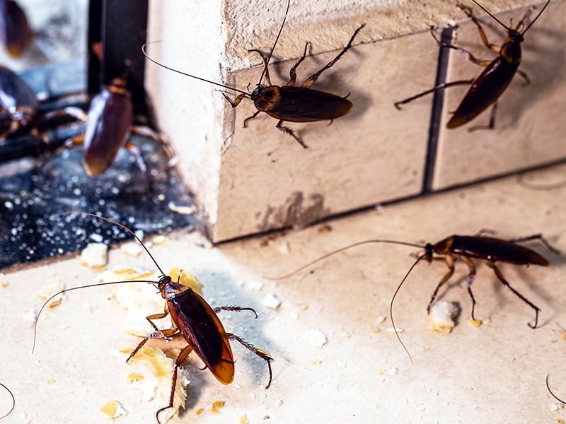 Learn More About How You Can Get Rid Of Cockroaches In Your Arizona Home cockroaches eating crumbs off tucson kitchen floor