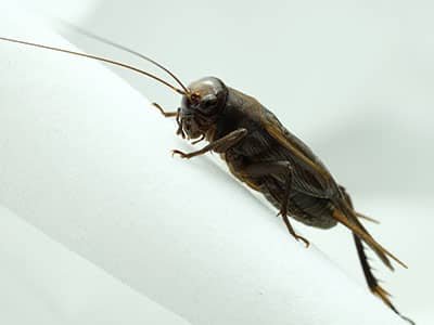 cricket crawling inside tucson resident's bathroom