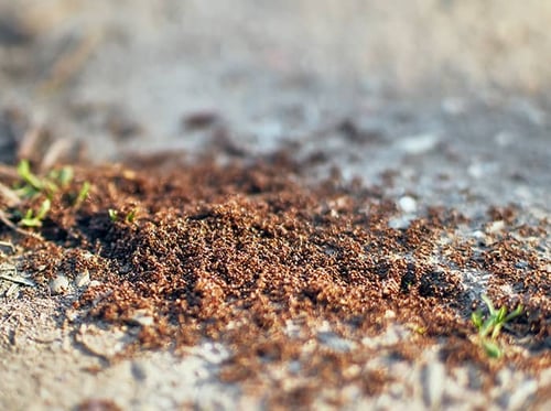ants are a common summer pest in phoenix