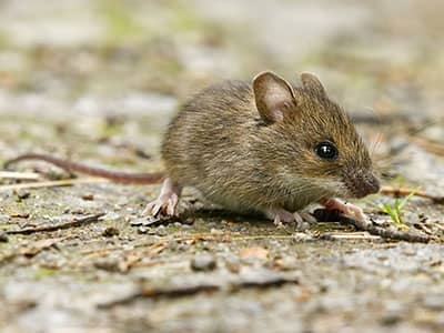 house mouse in phoenix yard