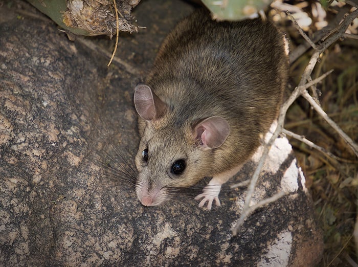 pack rat in tree outside phoenix home