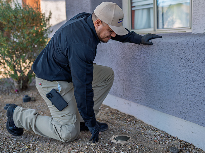 termite control services